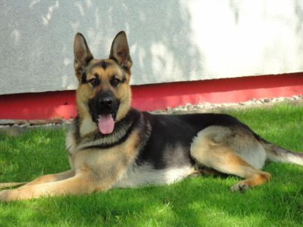 Deutscher Schäferhund