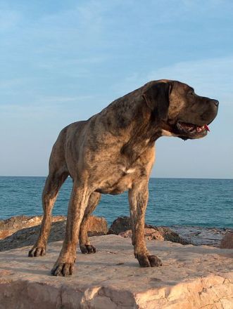 Dogo Canario