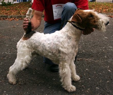 Drahthaar-Foxterrier