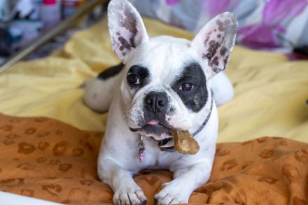 Französische Bulldogge
