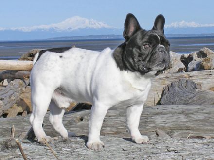 Französische Bulldogge