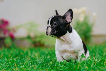 Französische Bulldogge