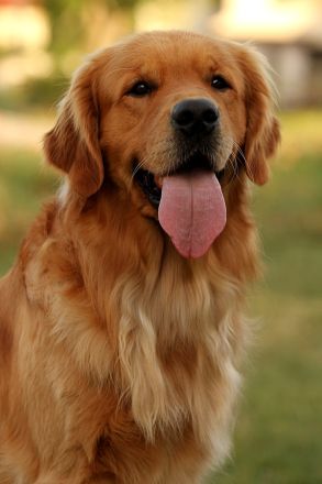 Golden Retriever