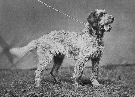 Griffon à Poil Laineux