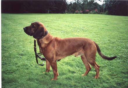 Hannoverscher Schweißhund