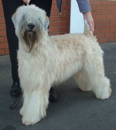 Irish Soft Coated Wheaten Terrier