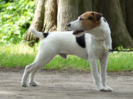 Jack Russell Terrier