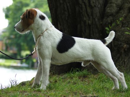 Jack Russell Terrier