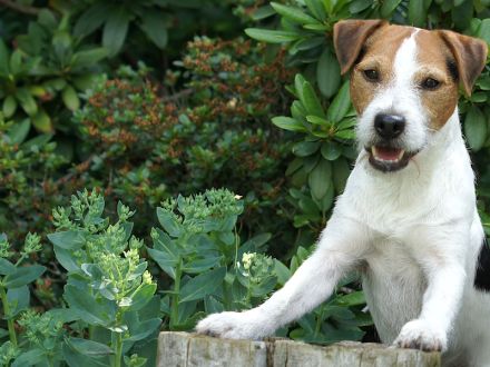 Jack Russell Terrier