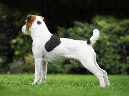 Jack Russell Terrier