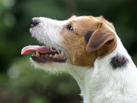 Jack Russell Terrier