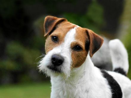 Jack Russell Terrier