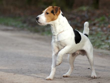 Jack Russell Terrier