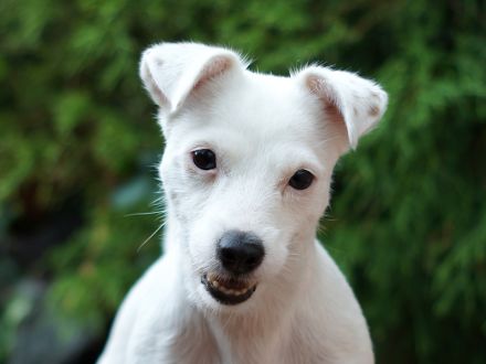 Jack Russell Terrier