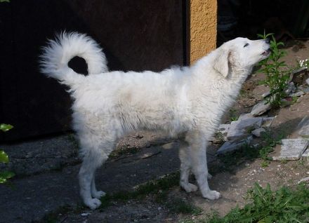 Kuvasz