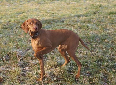 Magyar Vizsla