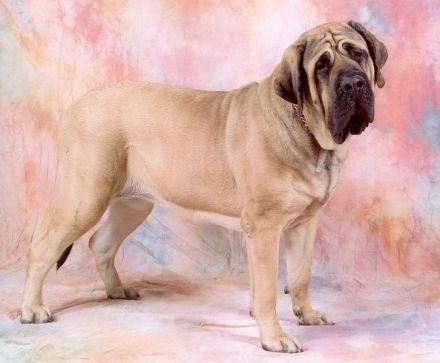 Mastiff