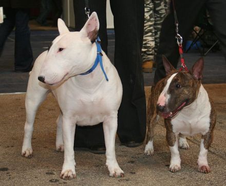 Miniatur-Bullterrier
