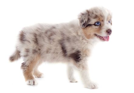 Miniature Australian Shepherd