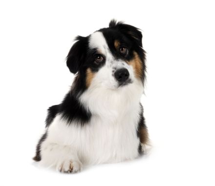 Miniature Australian Shepherd