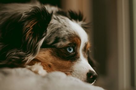 Miniature Australian Shepherd