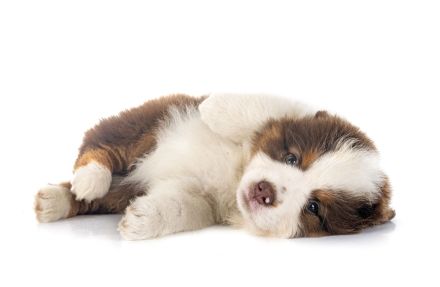 Miniature Australian Shepherd