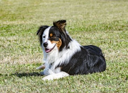 Miniature Australian Shepherd