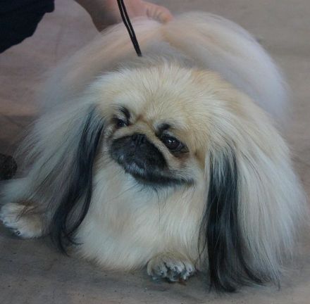 Pekinese
