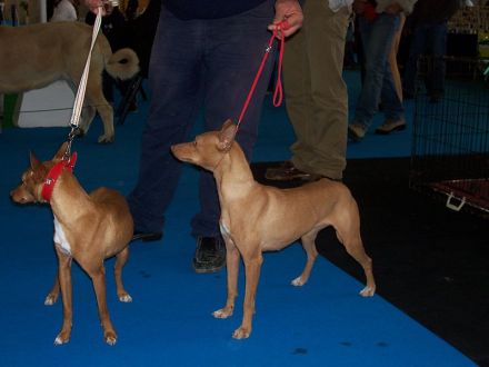 Podenco Andaluz