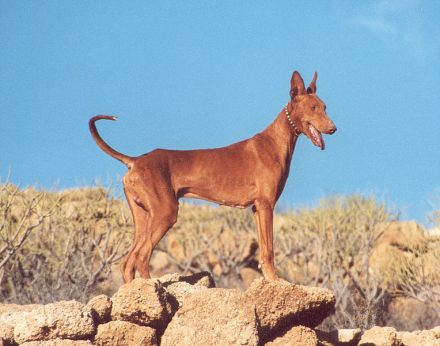 Podenco Canario