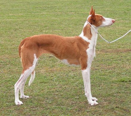 Podenco Ibicenco