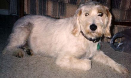 Rauhaarige Istrianer Bracke