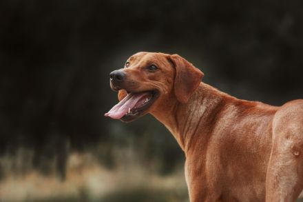 Rhodesian Ridgeback