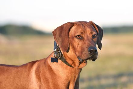 Rhodesian Ridgeback