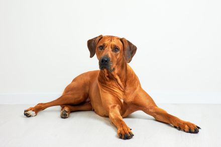 Rhodesian Ridgeback