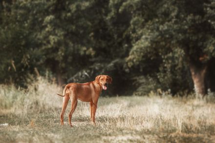 Rhodesian Ridgeback
