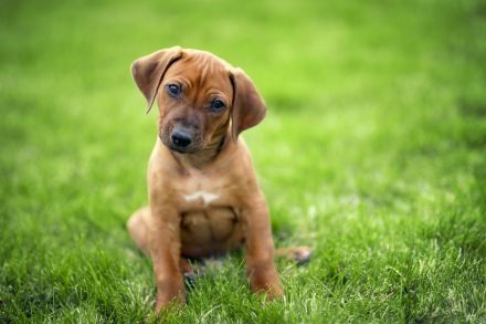 Rhodesian Ridgeback