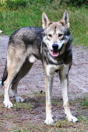 Saarloos-Wolfhund