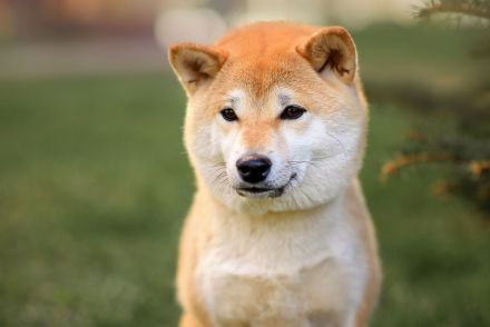 Shiba Inu