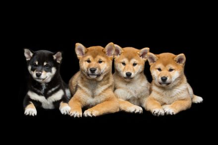 Shiba Inu