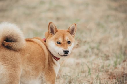Shiba Inu