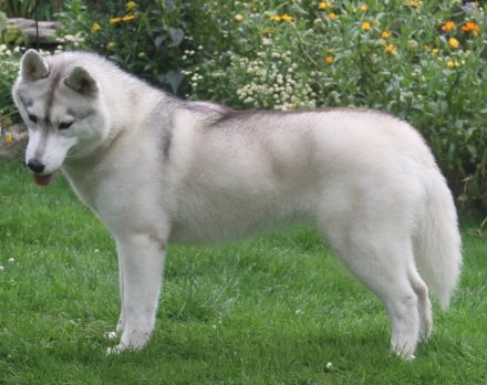 Siberian Husky