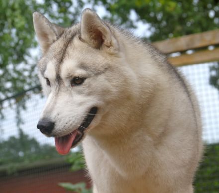 Siberian Husky
