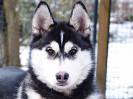 Siberian Husky