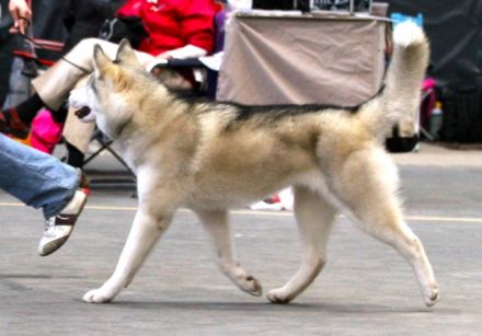 Siberian Husky