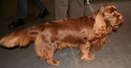 Sussex-Spaniel