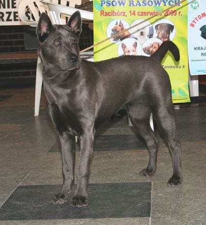 Thai Ridgeback