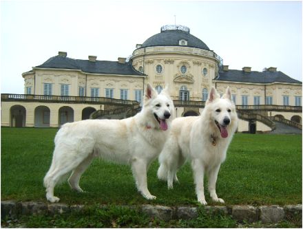 Weißer Schweizer Schäferhund