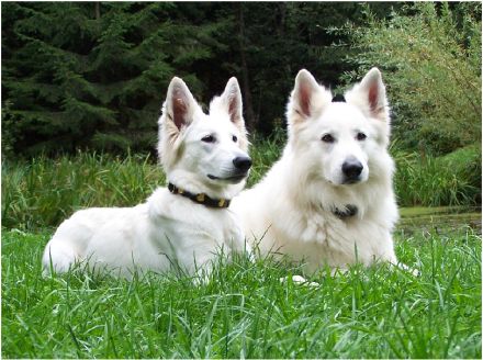 Weißer Schweizer Schäferhund