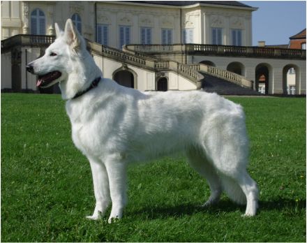 Weißer Schweizer Schäferhund